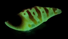 Load image into Gallery viewer, Glow Fire Tiger Mugshot